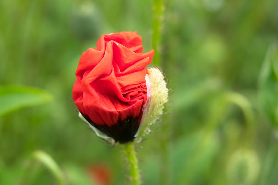 poppy, klatschmohn, unfold, red, bud, poppy flower, wild flower, pointed flower, meadow, spring