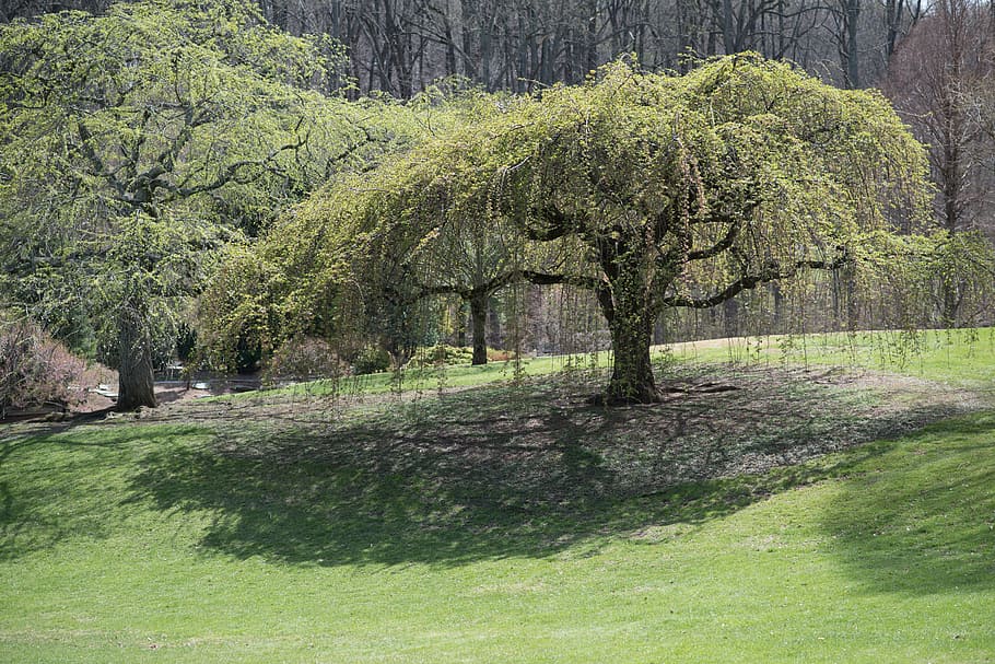 cherry tree, sherwood gardens, flowers, tree, nature, outdoors, grass, green Color, plant, growth