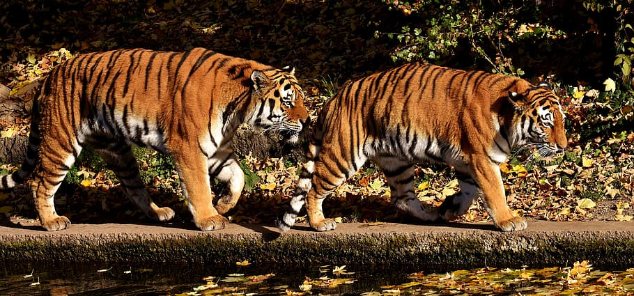 два, тигры, тело, вода, дневное время, тигр, хищник, пара, мех, красивая