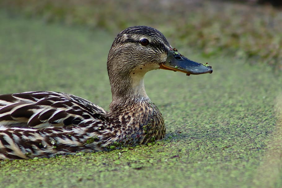 mallard, duck, water bird, duckweed, plumage, bill, bird, poultry, duck bird, swim