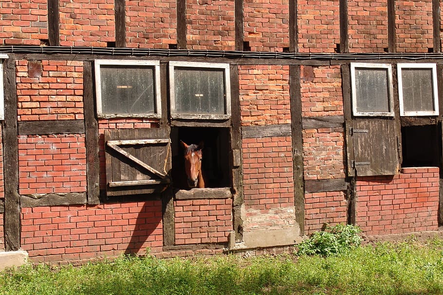 caballo, establo de caballos, fachwerkhaus, granja, ladrillo, arquitectura, pared de ladrillo, exterior del edificio, estructura construida, pared