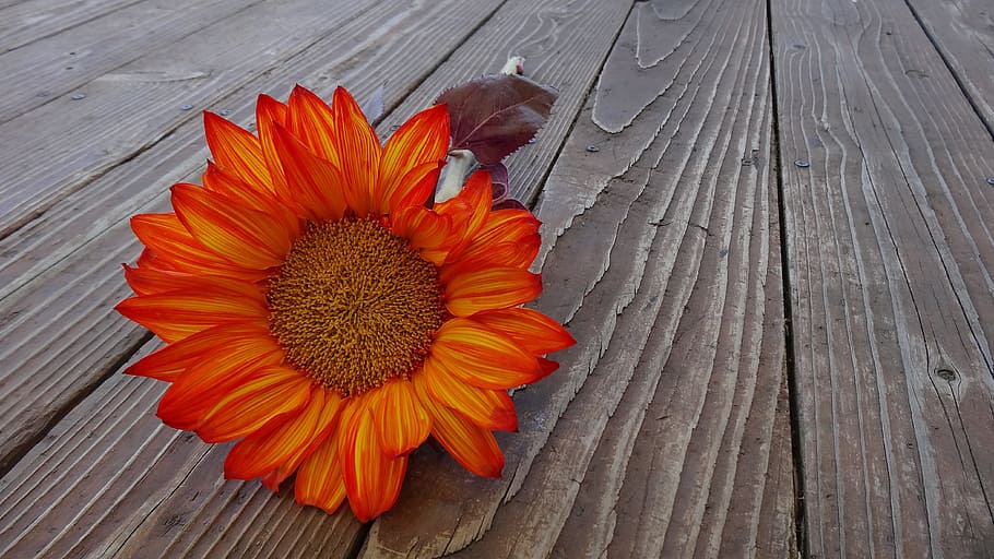 low, angle photograph, orange, sunflower, wood pallet, autumn, flower, bloom, floral, blossom