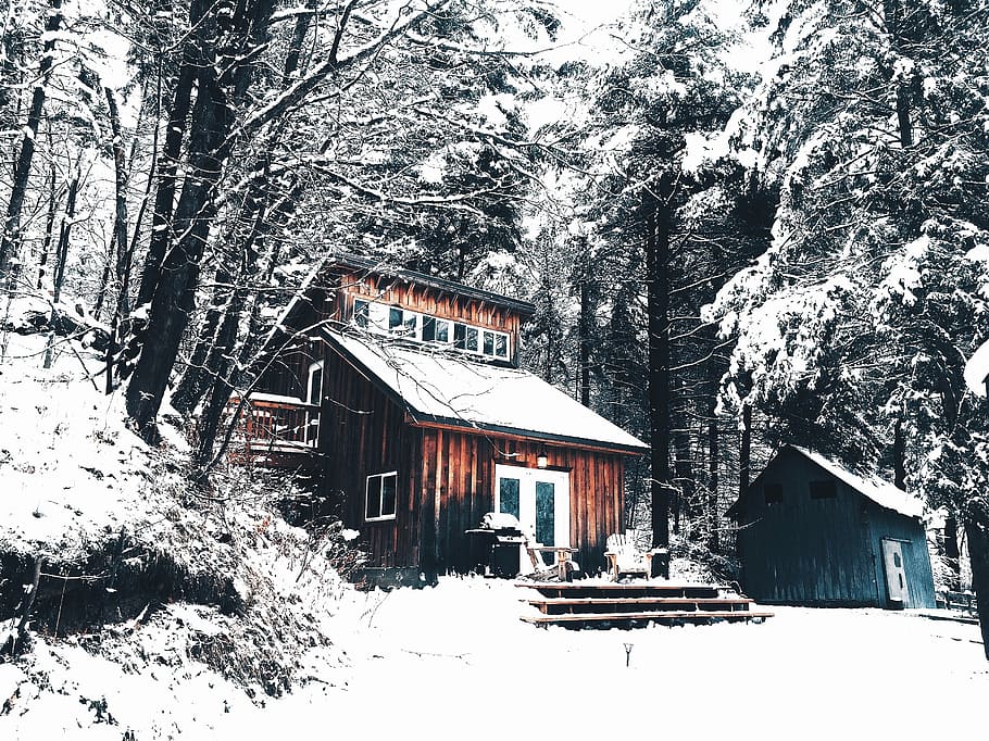 茶色, 木造, 家, 囲まれた, 緑, 雪に覆われた, 木, 白, 横, 間