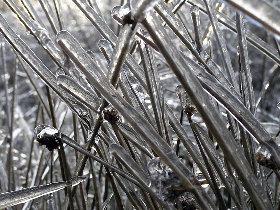 nature, ice, graeser, close-up, plant, selective focus, day, growth, focus on foreground, cold temperature