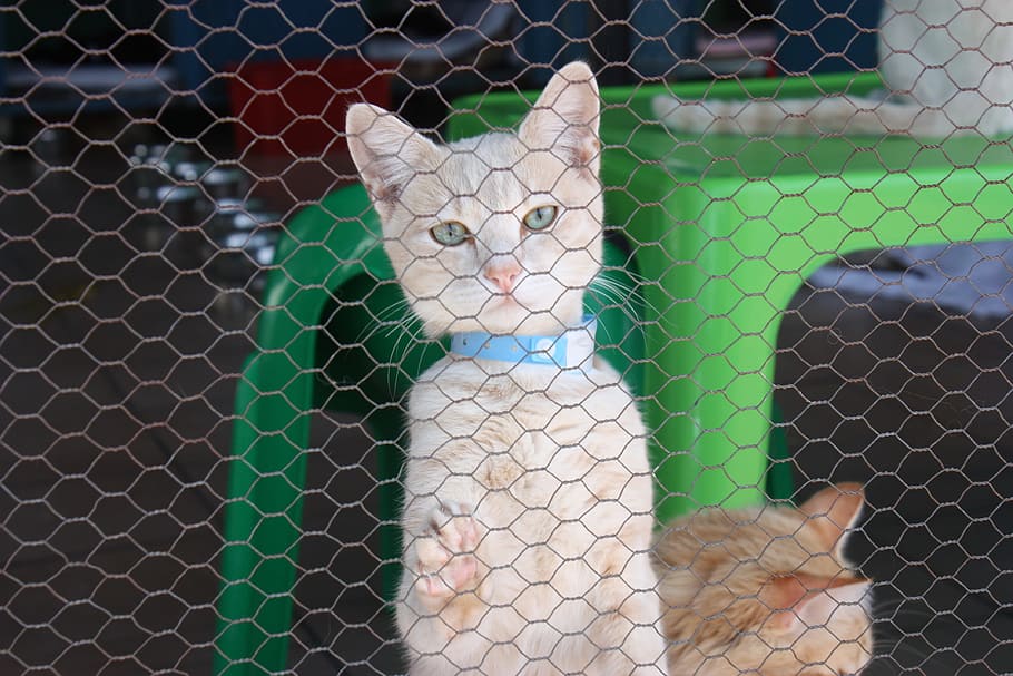 Cat, Kennel, Face, Cute, cat face, cute cat, cat's eyes, domestic cat, pets, chainlink fence