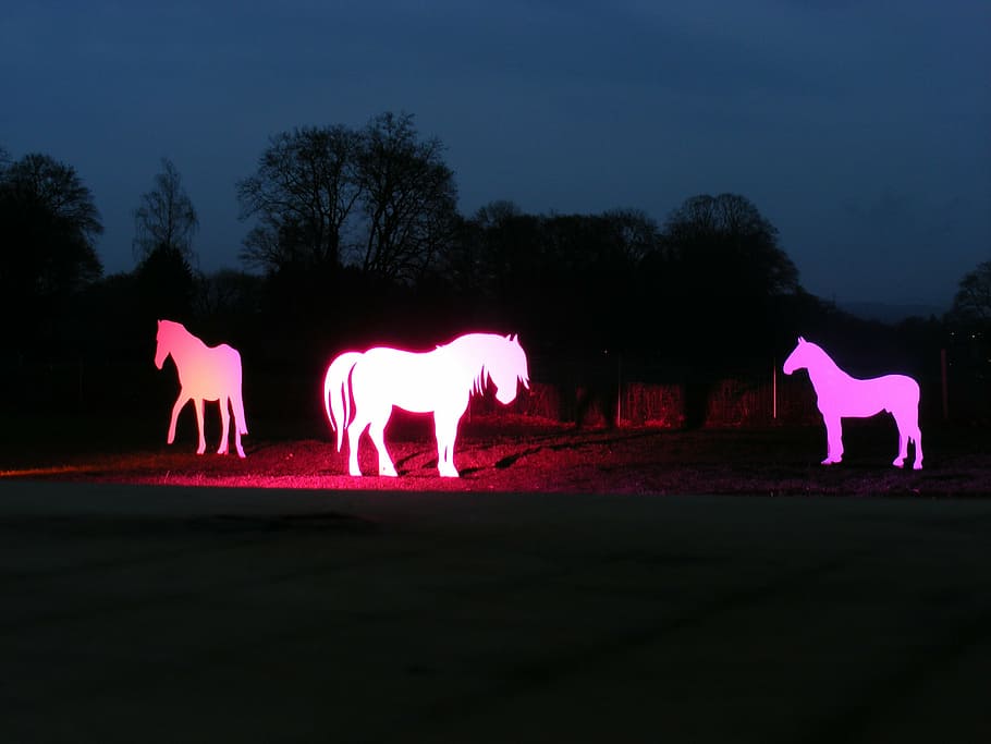 horses, silhouettes, light installation, light, lighting, art, animal, night, dog, illuminated