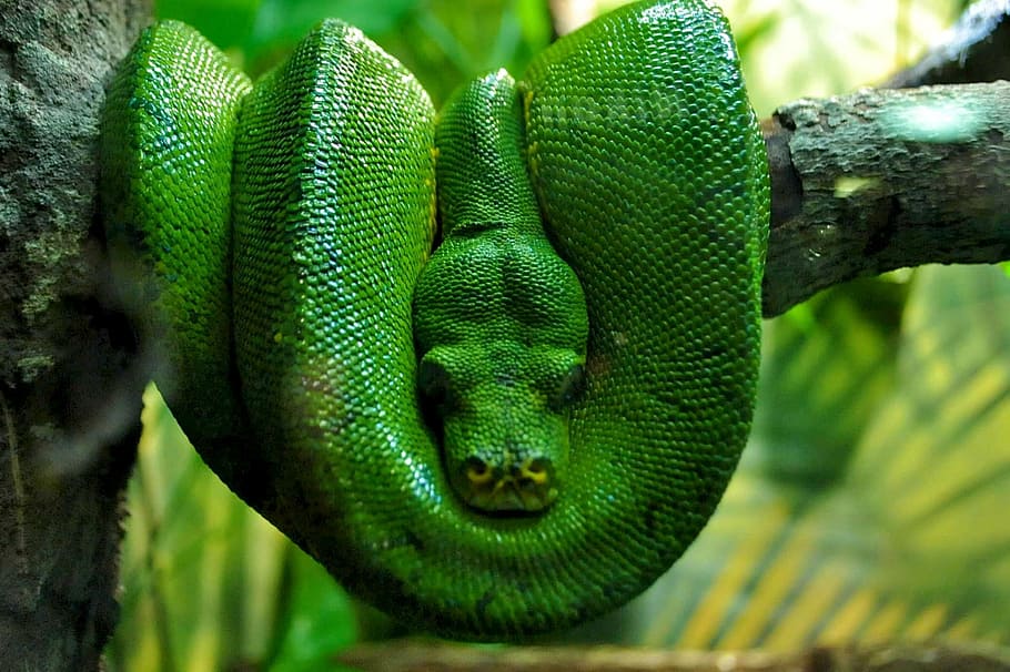 hijau, python, istirahat, cabang pohon, boa hijau, boa, alam, reptil, ular, adam dan malam