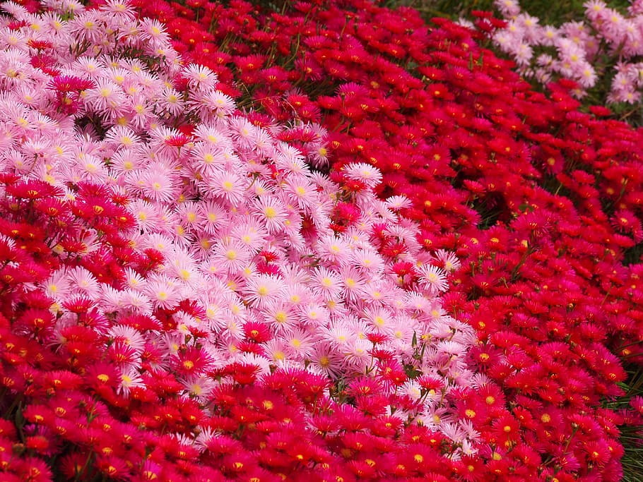 Flores, rosa, matsubagiku, vermelho, roxo vermelho, magro, amarelo, vívido, crisântemo, quadro completo