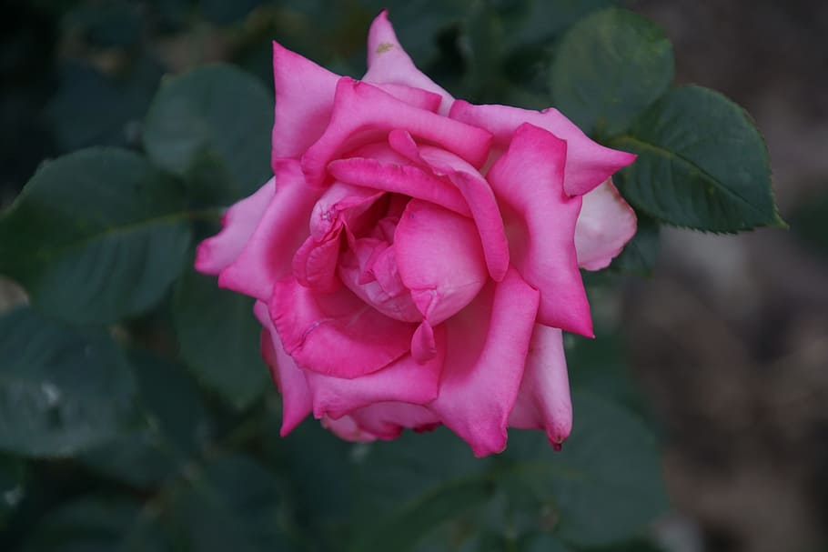 Blossom, Bloom, Close, Esmeralda, rose, rosaceae, red, purple, velvet, flower stalk