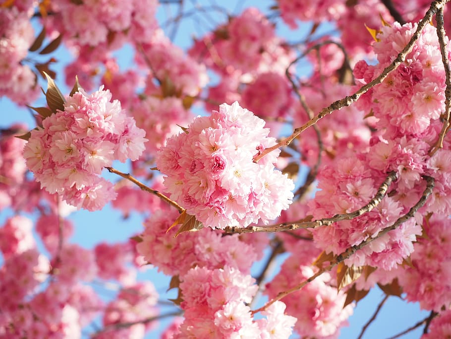 pink, cherry, blossom, tree, bloom, cherry blossom, japanese cherry, smell, japanese flowering cherry, ornamental cherry