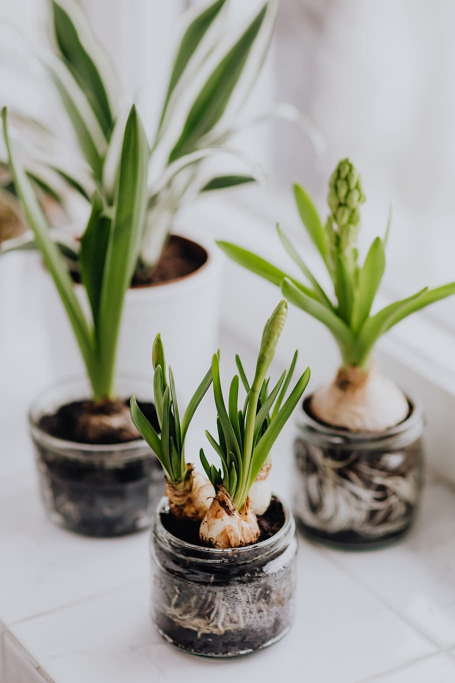 Hyacinth, plants, jar, planted, indoor, spring, Hyacinths, Muscari, potes, planta em vaso