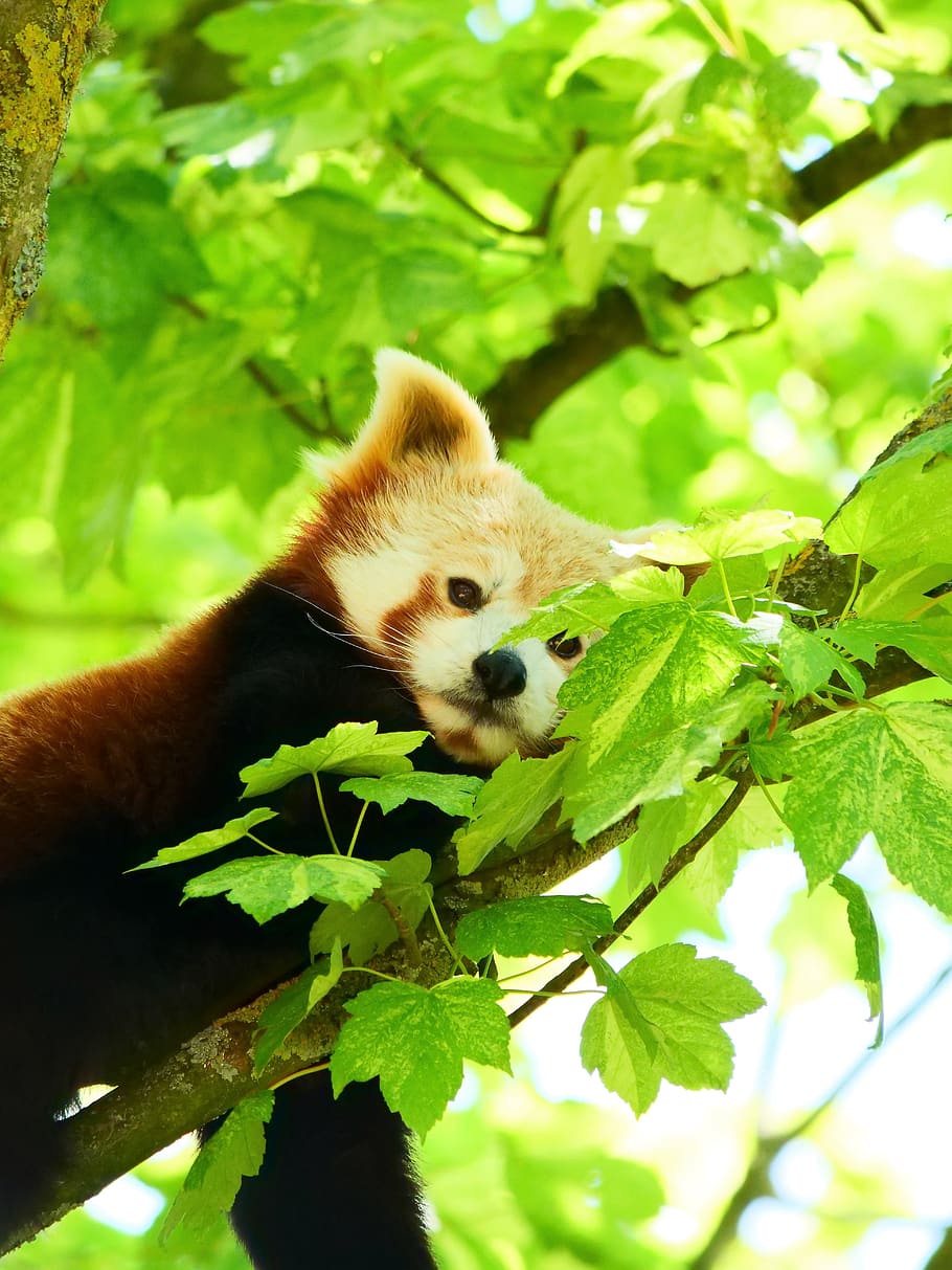 red panda, panda, wildlife, animal, bear, fur, mammal, forest, pandabear, cute