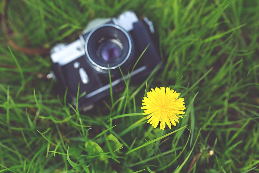 selective, focus photography, yellow, dandelion, black, milc camera, grass, camera, old, zenit