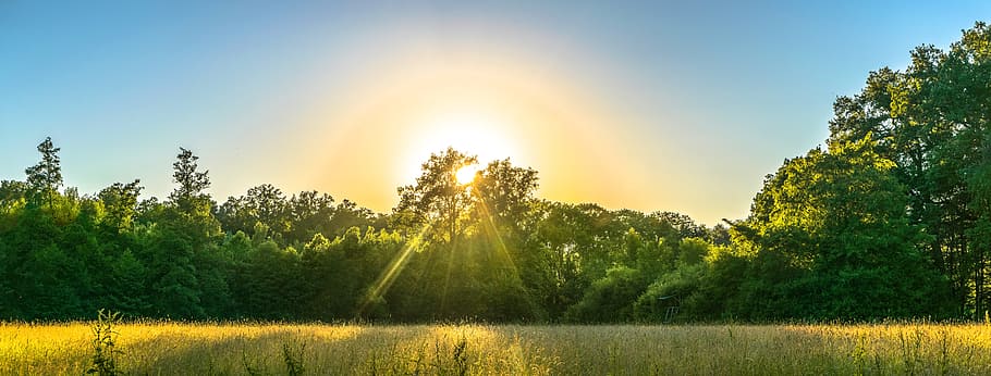 green, trees, sunrise, nature, outddor, landscape, forest, evening sun, meadow, tree
