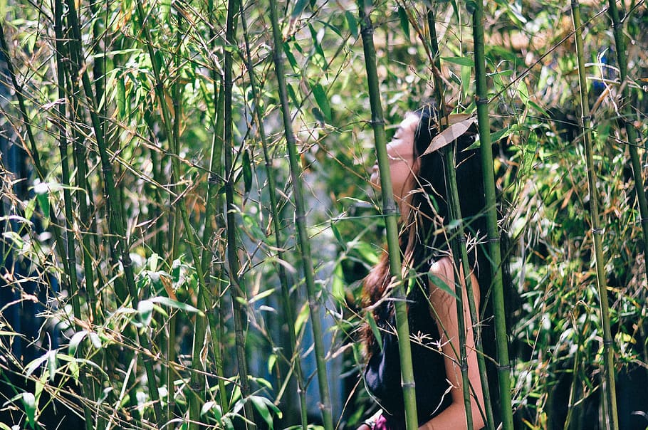 mulher, em pé, meio, floresta, durante o dia, bambu, menina, senhora, pessoas, lado
