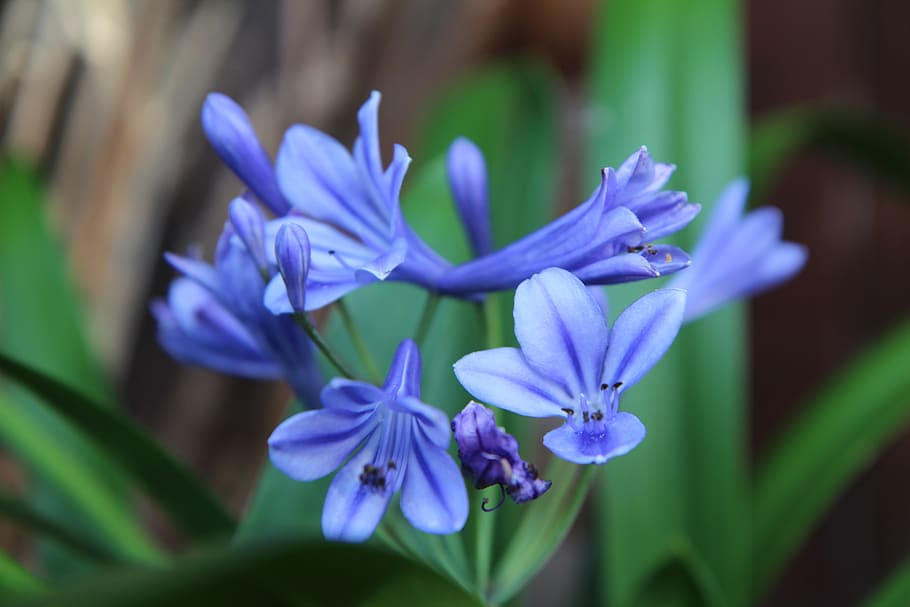 agapanto, lirio africano azul, floración agapanto, floración, flor, planta  floreciendo, planta, frescura, púrpura, belleza en la naturaleza | Pxfuel