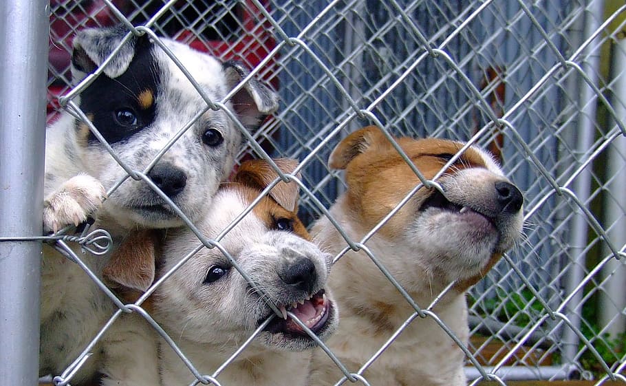 short-coated puppies, biting, fence, dog, puppy, shelter, cute, puppies, a hybrid, abandoned