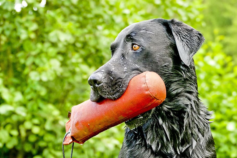 labrador retriever, biting, red, leather toy screenshot, labrador, retriever, retrieve, dummytraining, hundesport, one animal