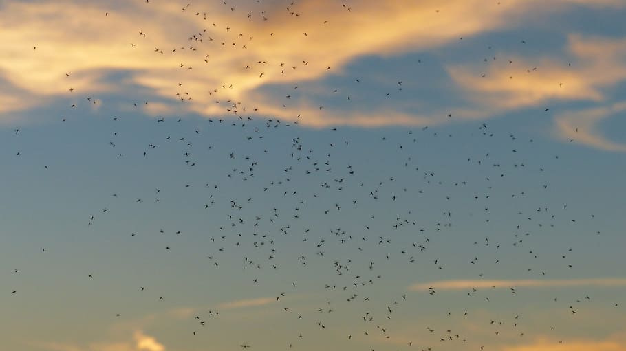 flock, birds, clear, blue, sky, rave, swarming, mosquito swarm, swarm, mosquitoes