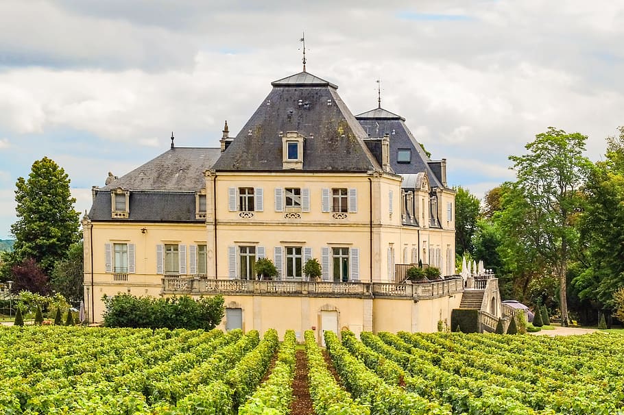 house, home, villa, property, vine, wine, meursault, bourgogne, france, burgundy