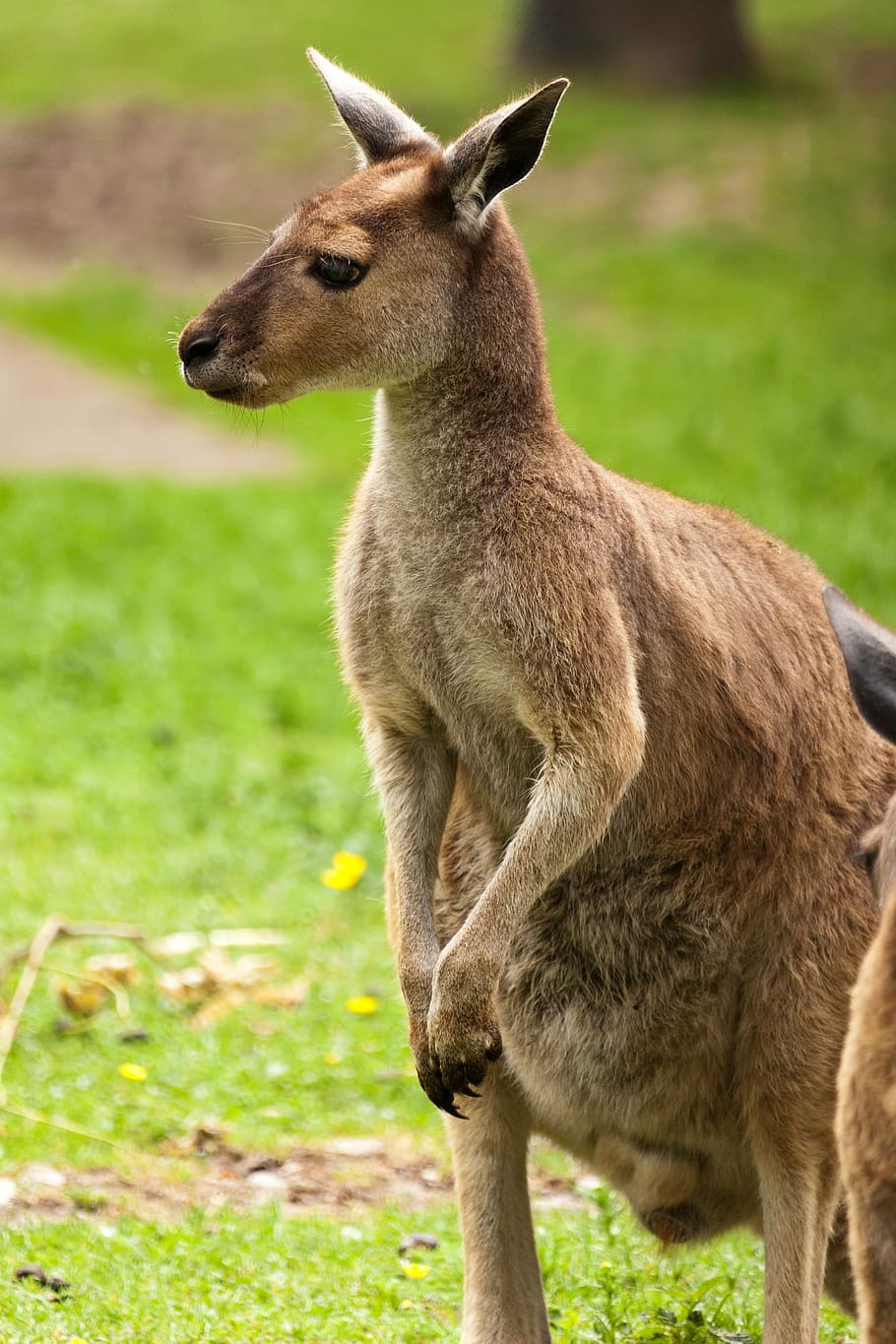 canguro, en pie, campo de hierba, Animal, Australia, Marrón, australiano, orejas, fauna, pelaje