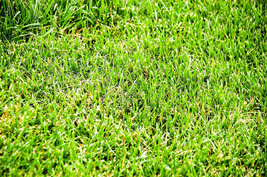 rumput hijau, lebih tinggi, abstrak, sudut, area, lalu, meja, bilah, bersih, closeup