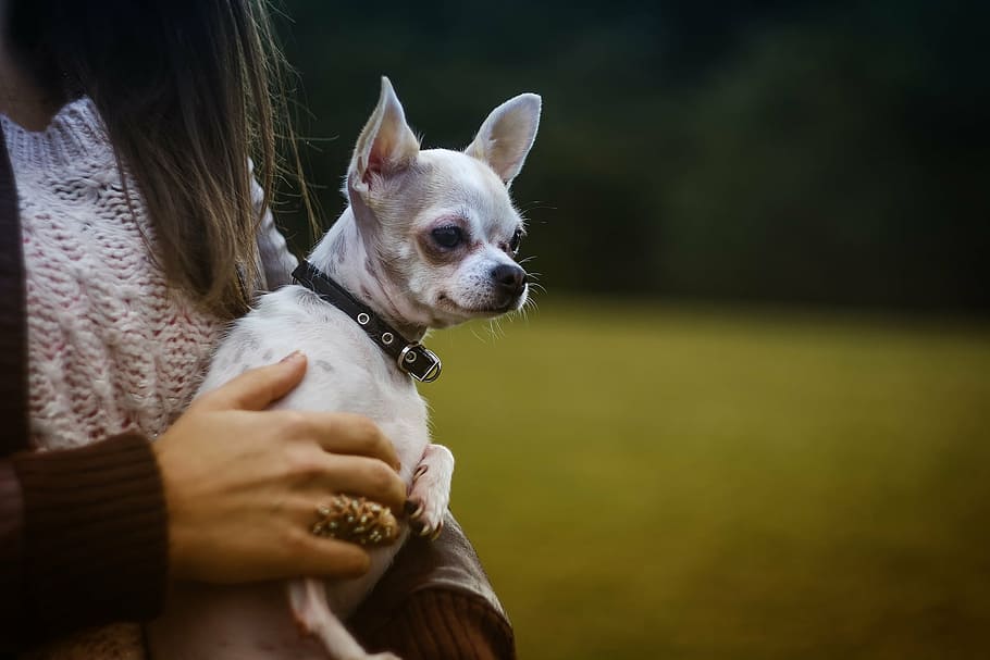 Royalty-free pet owner photos free download | Pxfuel