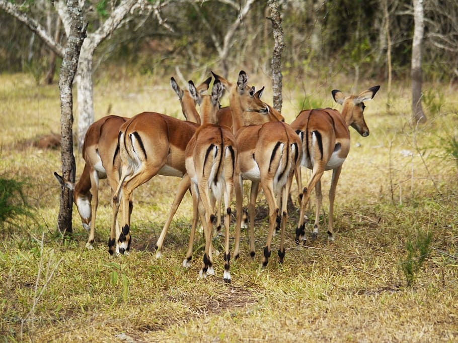 Antelope, Belakang, Gambar, Uganda, dari belakang, spion, kawanan, hewan liar, afrika, margasatwa