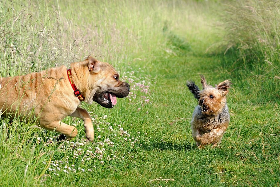 adult, brown, american bully, yorkshire terrier, running, outdoor, dog, fright, joke, run