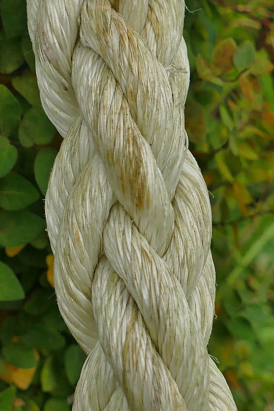 rope, macro, close, dew, fiber, weave, strength, tied Knot, close-up, day