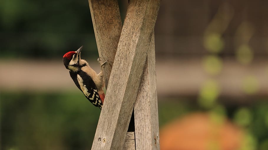 woodpeckers, bird, nature, animal world, great spotted woodpecker, feeding, bird watching, colorful, sitting, animals in the wild