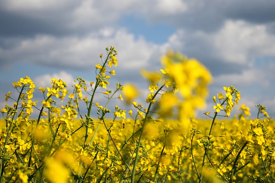 oilseed rape, blooming, blossom, field, canola fields, clouds, crop, yellow, blue, nature
