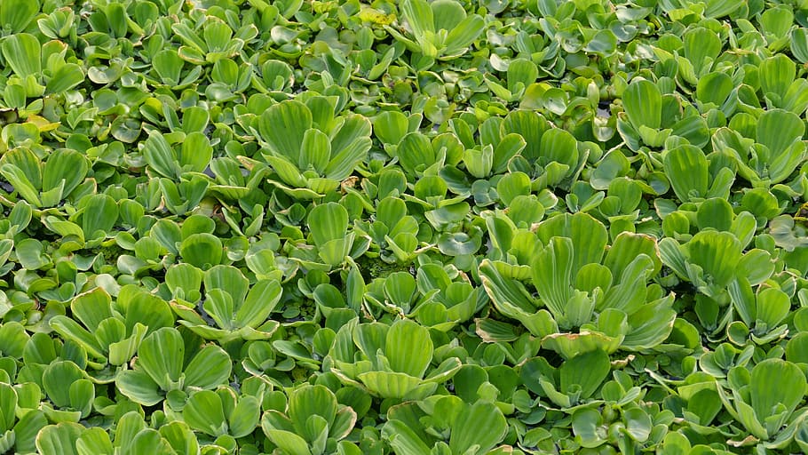 Aquatic Plant, Floating, Tropical, floating plant, shell flower, pistia stratiotes, garden pond, plant, biotope, water