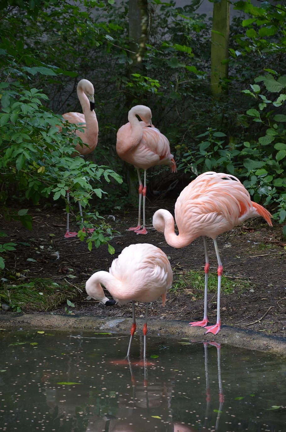 pelikan, pink, bird, nature, animal, plumage, water bird, water, seevogel, animal portrait