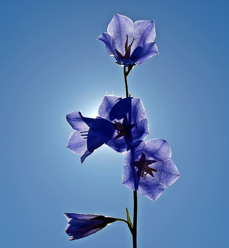 blue, flowers, white, sunny, sky, daytime, plant, nature, live, flowering plant