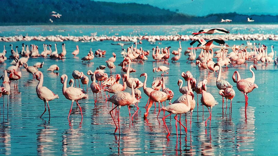 flock, pink, flamingos, body, water, pink flamingo, lake nakuru, kenya, africa, birds
