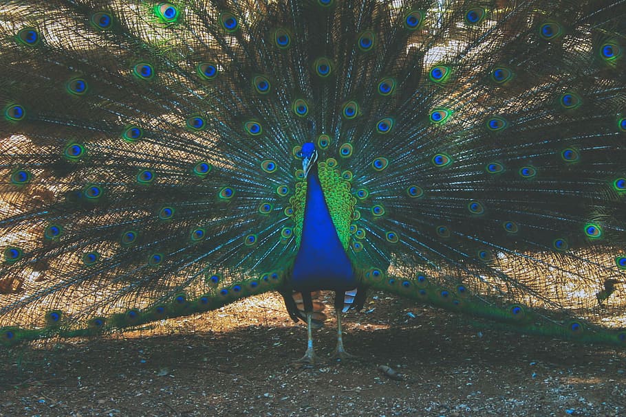 peacock bird, with wings, plumage, Peacock, bird, wings, nature, animal, animals, birds