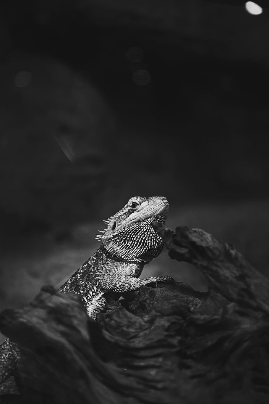 grayscale photography, bearded, dragon, animals, pet, lizard, iguana, black and white, trunk, tree