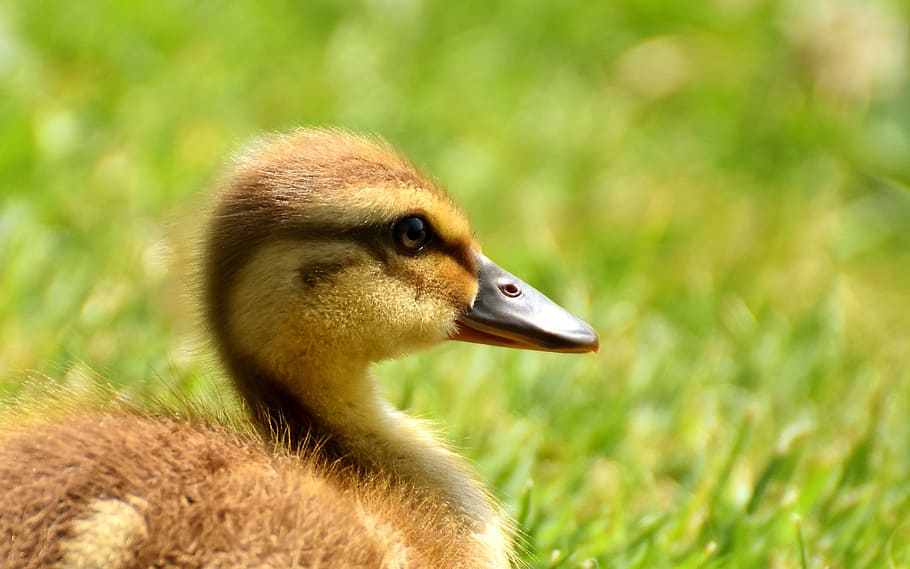 close-up photo, yellow, black, duckling, mallard, chicks, baby, swim, small, cute