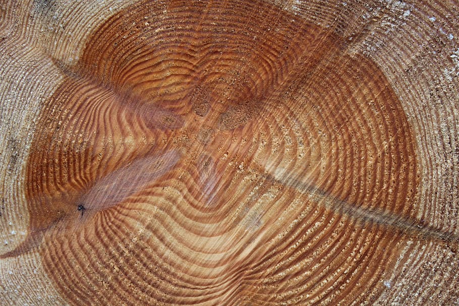 annual rings, tree, wood, sawed off, like, grain, rings, pattern, textured, natural pattern