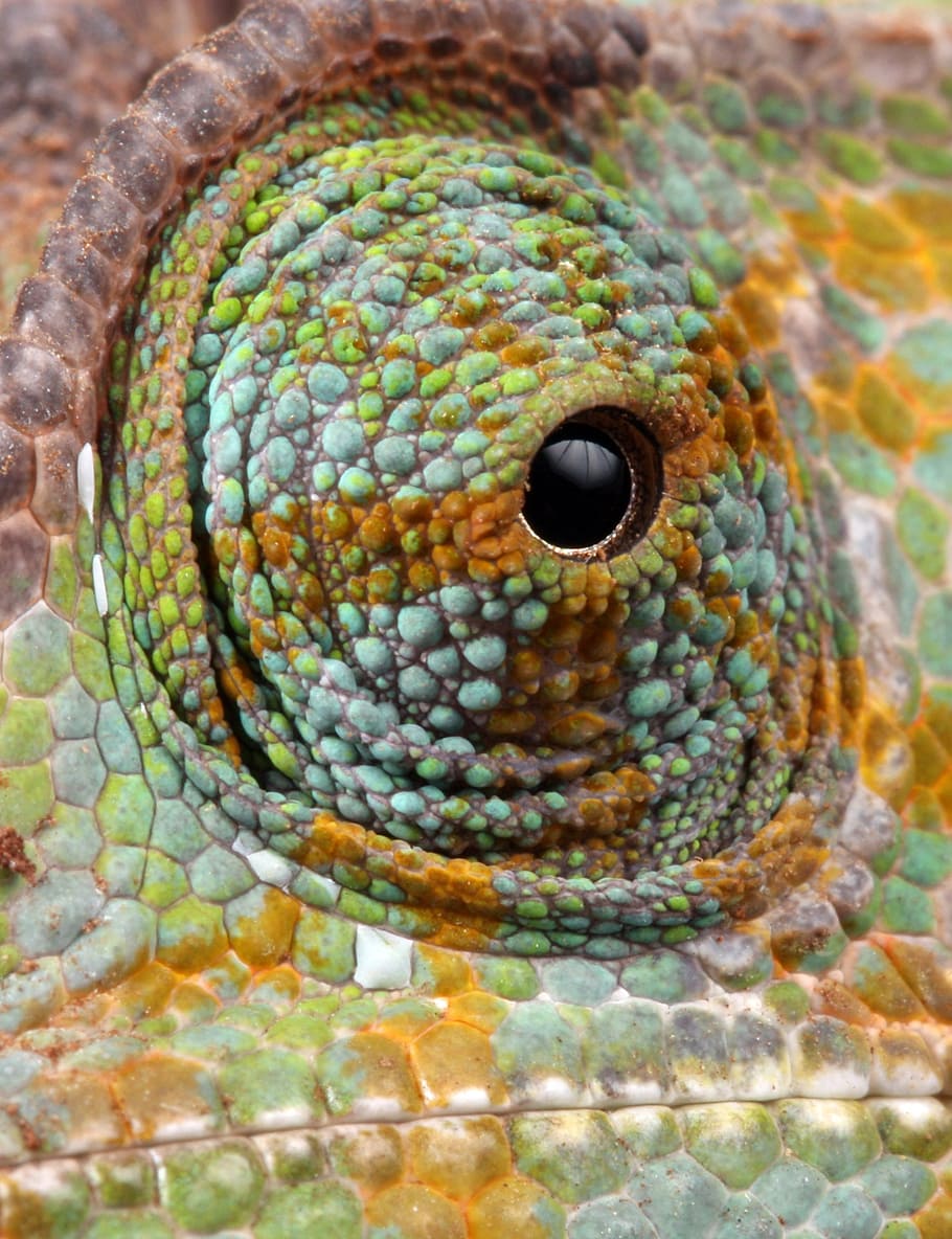 close-up photograph, lizard, eyes, chameleon, eye, details, close-up, macro, scaly, scales