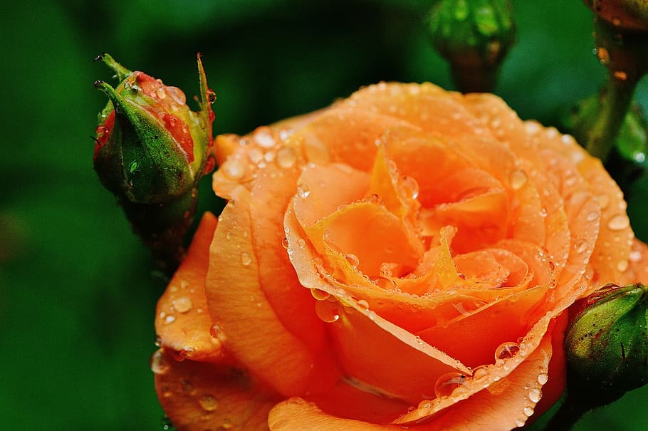 rose, plant, drop of water, rose bloom, nature, color, beautiful, blossom, bloom, flower