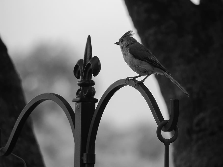 Tufted Titmouse, Black And White, Nature, retro styled, outdoors, old-fashioned, day, close-up, bird, animal