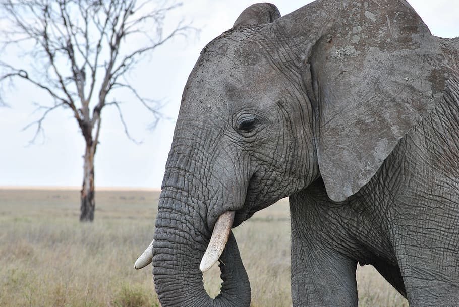 elephant trunk, mouth, africa, tanzania, safari, serengeti, elephant, proboscis, wildlife, nature