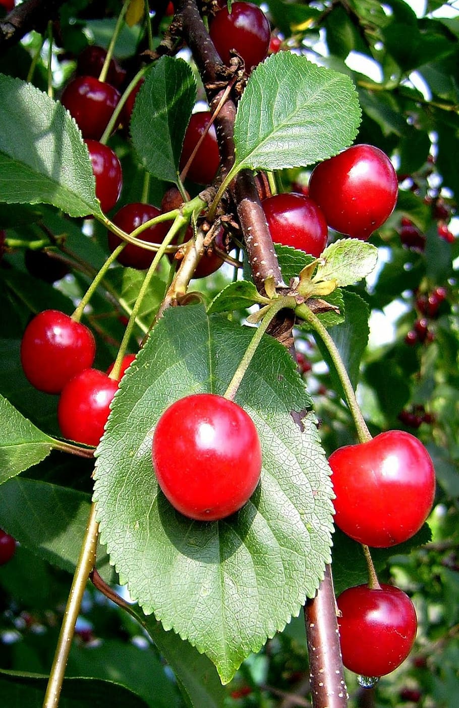 cherries, fruit, fruits, red fruits, sour, sour cherries, cherry, cherry harvest, healthy, food