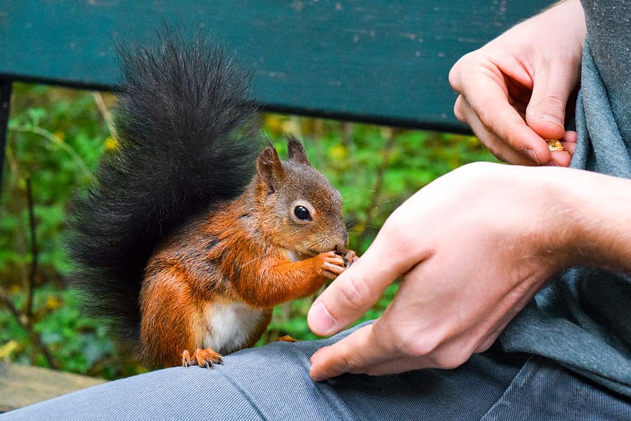 squirrel, feed, food, nut, eat, peanuts, tree, cheeky, possierlich, gnaw