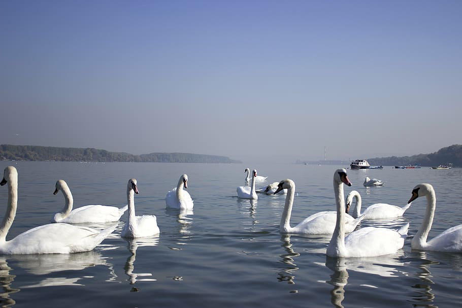 swans, wate r, river, water, beautiful, white, swim, peaceful, beauty, elegance