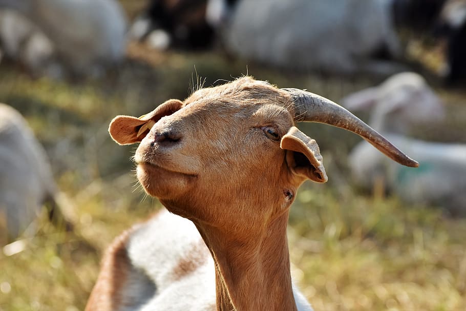 kambing, bandot, goat buck, jenggot, ternak, pemamah biak, kambing domestik, kepala kambing, tanduk, bock