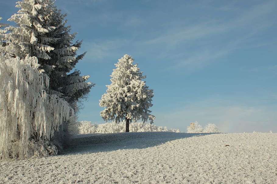 snow-covered green tree, snow, winter, winter wonderland, frozen, wintry, white, sun, snow-covered, snow landscape