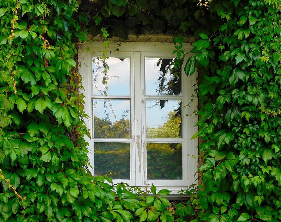 clear, glass 6- panel window, 6-panel, white, wooden, frame, green, plants, window, ivy